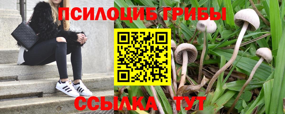 Псилоцибиновые грибы прущие грибы Вологда